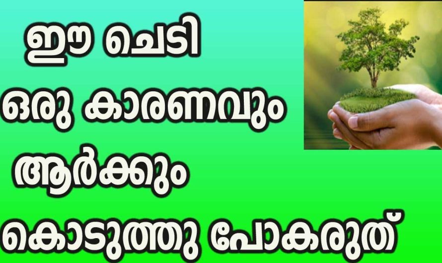 വീട്ടിൽ നിന്നും ഒരിക്കലും ദാനം ആയിട്ടോ അല്ലെങ്കിൽ സ്നേഹത്തോടെയോ പോലും വെറുതെ കൊടുക്കാൻ പാടില്ലാത്ത ചെടികൾ…