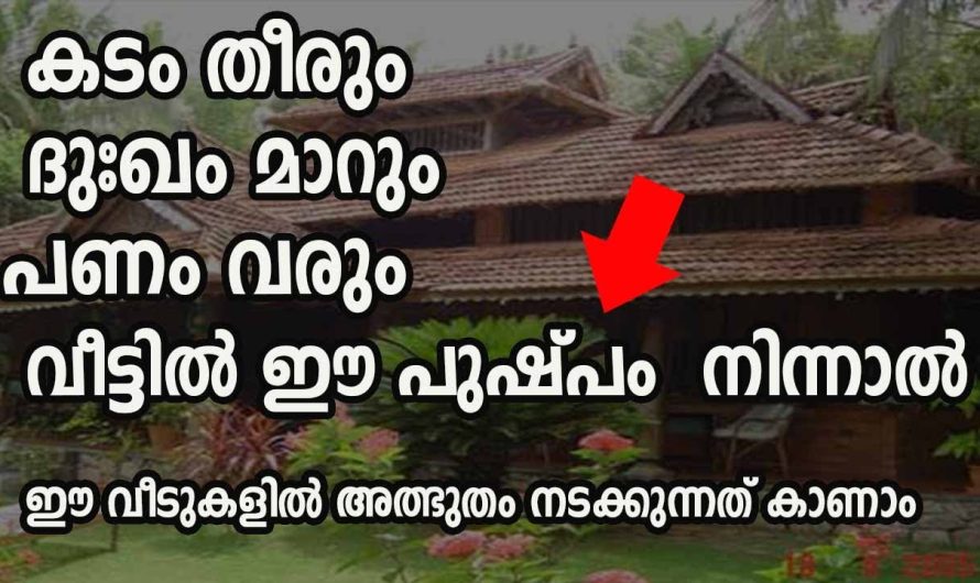 നിങ്ങളുടെ വീടുകളിൽ ഈ പറയുന്ന ചെടികൾ ഉണ്ടെങ്കിൽ നിങ്ങളെ കാത്തിരിക്കുന്നത് രാജയോഗം തന്നെയാണ്…