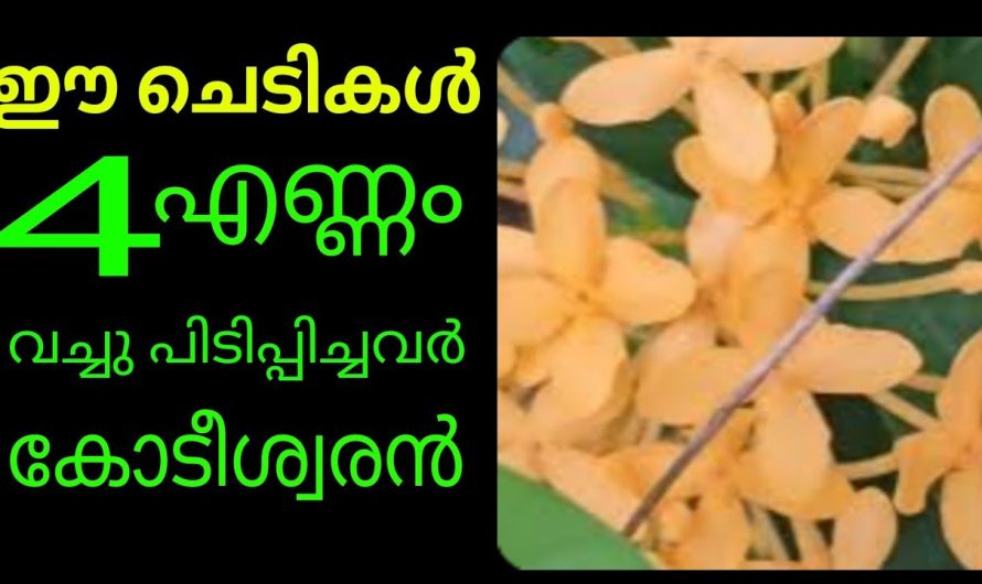 ഈ പറയുന്ന നാല് ചെടികൾ വീട്ടിൽ നട്ടുവളർത്തിയാൽ വീട്ടിലേക്ക് ഐശ്വര്യങ്ങളും സൗഭാഗ്യങ്ങളും കടന്നു വരും…