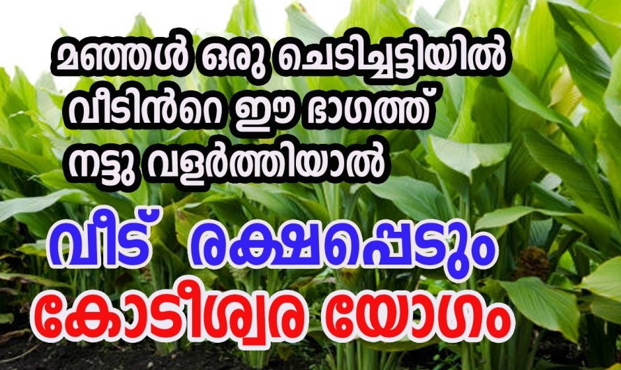 വീട്ടിൽ മഞ്ഞൾ ചെടി നട്ടുവളർത്തുന്നത് കൊണ്ടുള്ള പ്രാധാന്യങ്ങൾ.. വിശദമായി അറിയാം..