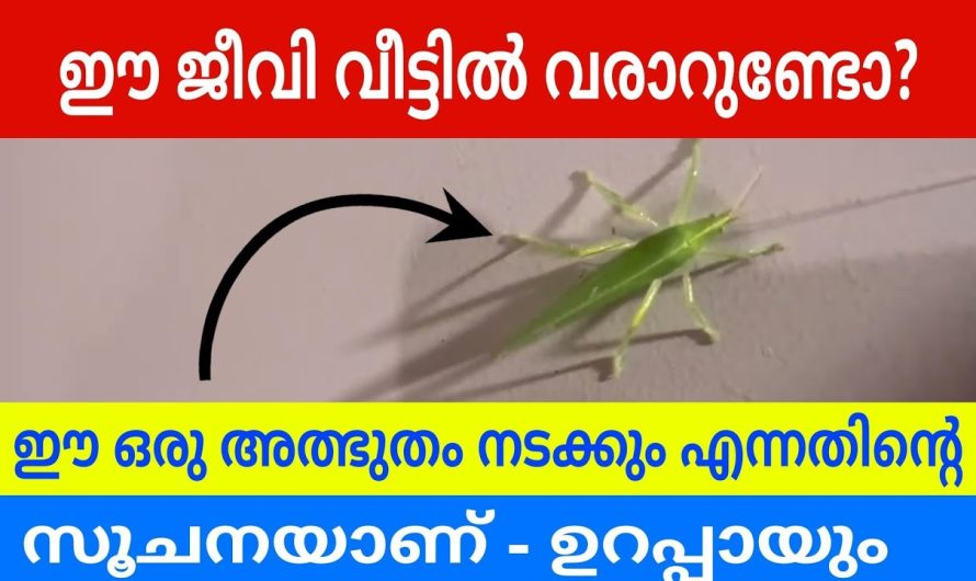 പുൽച്ചാടി വീട്ടിലേക്ക് വന്നാൽ ഒരിക്കലും അതിനെ ഉപദ്രവിക്കരുത്.. ഇവ വീട്ടിലുണ്ടെങ്കിൽ സമ്പത്ത് ഇരട്ടിക്കും…