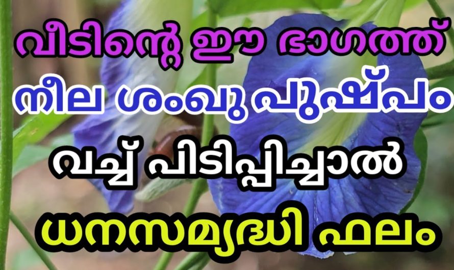 വീട്ടിൽ ചില ചെടികൾ നട്ടുപിടിപ്പിച്ചാൽ ഐശ്വര്യങ്ങളും സാമ്പത്തിക പുരോഗതിയും ഉണ്ടാവും.. വിശദമായ അറിയാം…