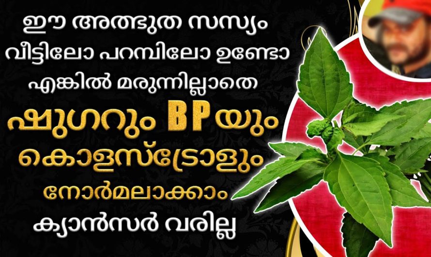 ഷുഗറും പ്രഷറും കൊളസ്ട്രോളും ജീവിതത്തിൽ നിന്നും മാറ്റിയെടുക്കണോ? ഈ ഒറ്റ കാര്യം ചെയ്താൽ മാത്രം മതി!