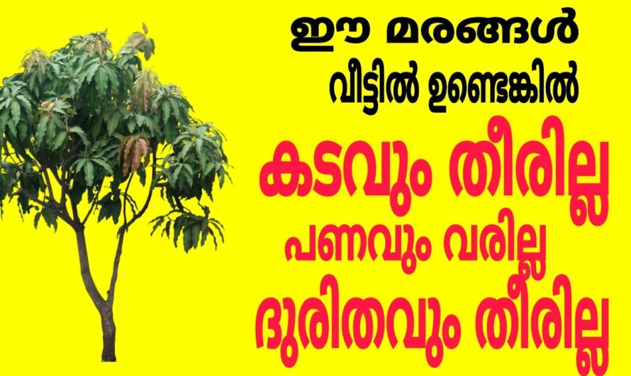 ഈ മരങ്ങൾ വീട്ടിലുണ്ടോ? ഉണ്ടെങ്കിൽ സൂക്ഷിക്കുക കടവും ഒഴിയില്ല ദുരിതവും ഒഴിയില്ല!കാരണം അറിയണോ?