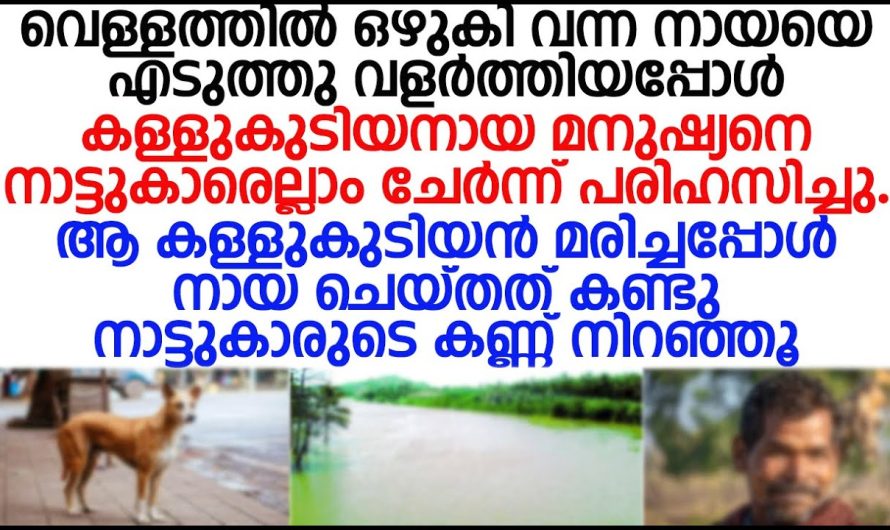 വെള്ളത്തിൽ ഒഴുകിവന്ന നായയെ എടുത്തു വളർത്തിയ മനുഷ്യന് സംഭവിച്ചത്