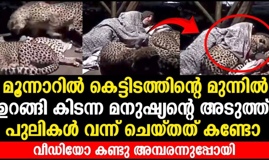 ഉറങ്ങി കിടന്ന മനുഷ്യന്റെ അടുത്ത പുലികൾ വന്ന് ചെയ്തത് കണ്ടോ