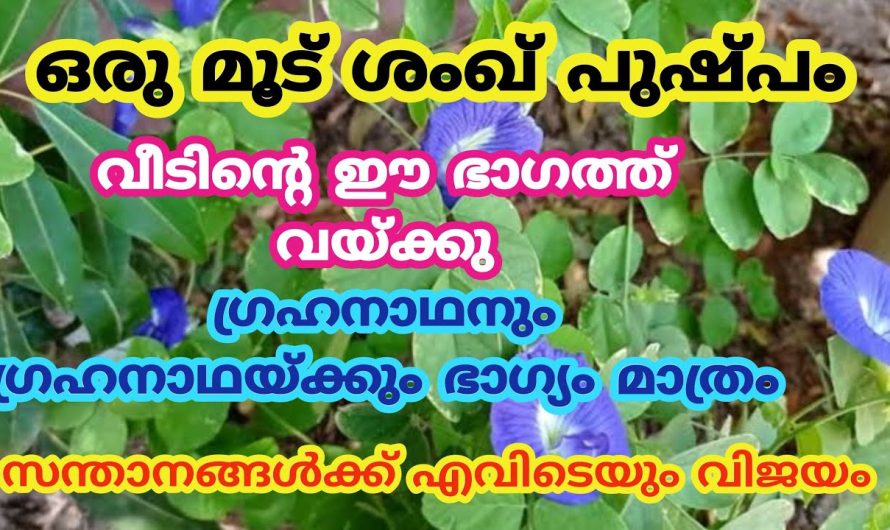 ഗ്രഹദോഷങ്ങൾ മാറാൻ ശങ്കുപുഷ്പം വീട്ടിൽ ഇങ്ങനെ ചെയ്താൽ മതി