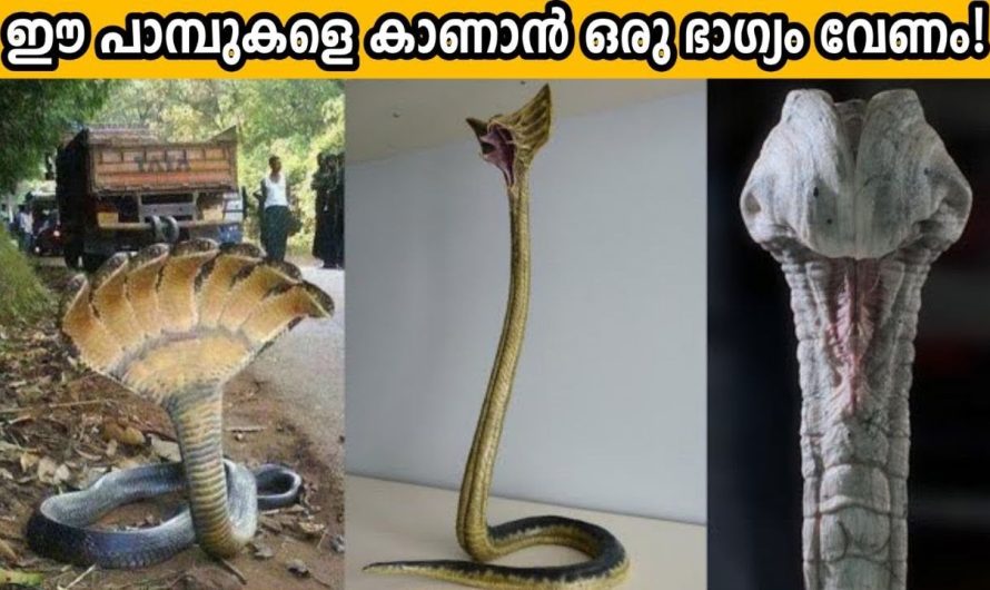 ഈ പാമ്പുകളെ കണ്ടാൽ സൂക്ഷിക്കണം!!