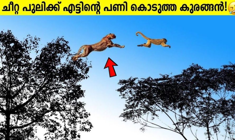 ചീറ്റ പുലിക്ക് എട്ടിന്റെ പണി കൊടുത്ത കുരങ്ങൻ