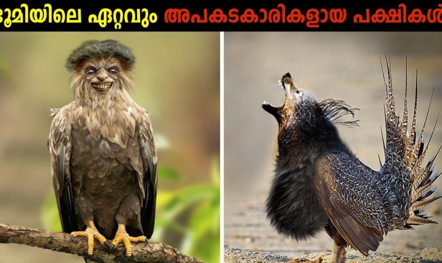 മനുഷ്യരെ വരെ കൊല്ലുന്ന പക്ഷികൾ