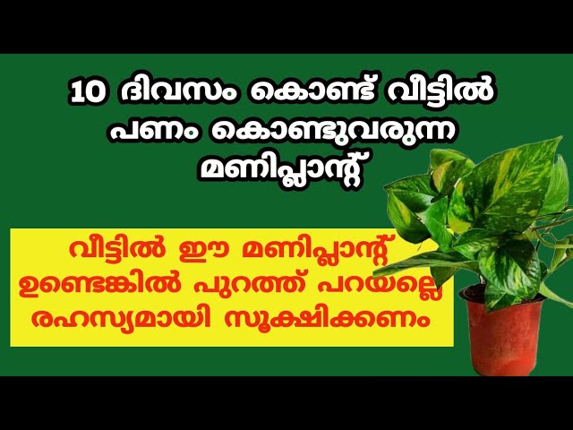 ഈ മണിപ്ലാൻ്റിൻ്റെ അൽഭുത ശക്തി അറിഞ്ഞാൽ ആരും നട്ട് വളർത്തും