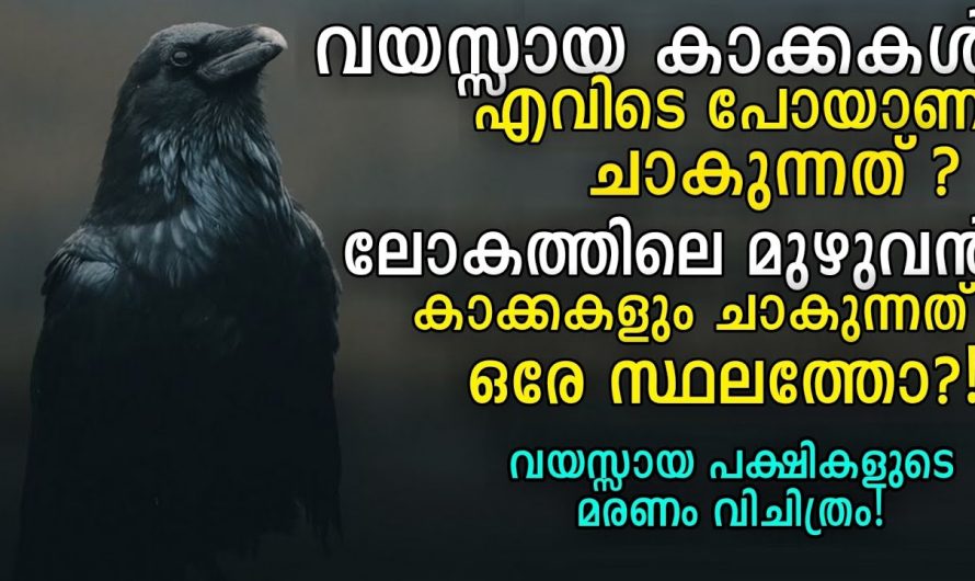 ലോകത്തിലെ മുഴുവൻ കാക്കകളും ചാകുന്നത് ഒരേ സ്ഥലത്തോ ?😲