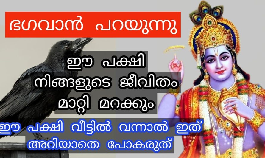 ഈ പക്ഷി വീട്ടിൽ വന്നാൽ ഇത് അറിയാതെ പോകരുത് ശ്രദ്ധിക്കുക