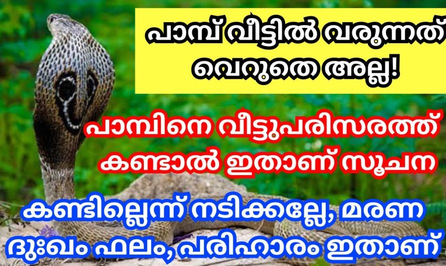 വീട്ടിലോ പരിസരത്തോ പാമ്പിനെ കണ്ടാൽ ഇതാണ്‌ സൂചന ,ഉടനെ ഇങ്ങനെ ചെയ്യു ,