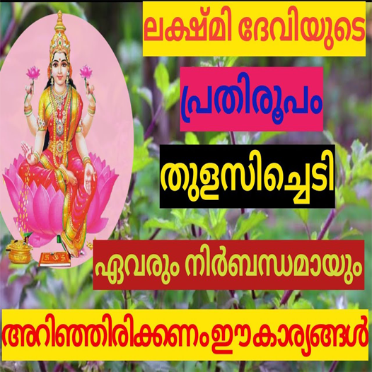 ലക്ഷ്മി ദേവിയുടെ പ്രതിരൂപം തുളസി ഏവരും നിർബന്ധമായും അറിഞ്ഞിരിക്കണം ഈ കാര്യങ്ങൾ