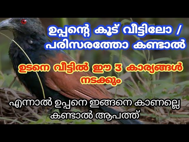 ഉപ്പൻ്റെ കൂട് കണ്ടാൽ 24 മണിക്കൂറിൽ തേടി എത്തുന്ന സൗഭാഗ്യങ്ങൾ.