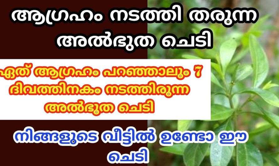 നിങ്ങളുടെ വീട്ടിൽ ഉണ്ടോ ഈ ചെടി. ഏത് ആഗ്രഹവും 7 ദിവസത്തിനകം നടക്കും