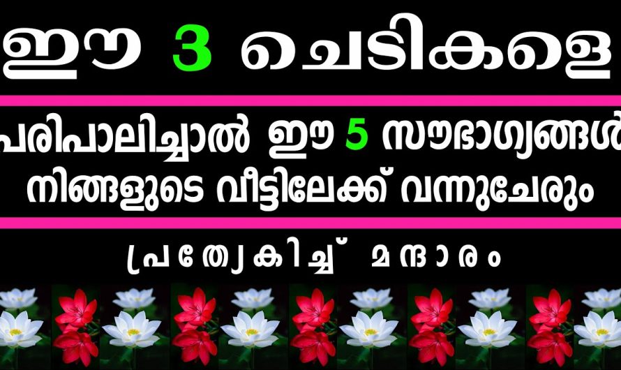 ഒരു വീട്ടിൽ ഈ 3 ചെടികൾ മാത്രം മതി,സർവ്വ അഭിവൃദ്ധിയും വന്നുചേരും