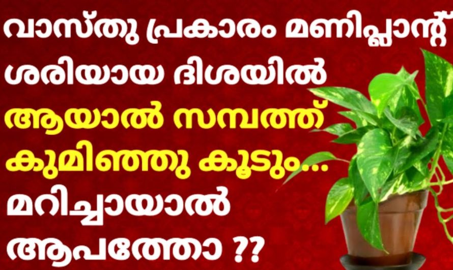 സമ്പത്ത് നേടിത്തരും മണി പ്ലാന്റ് ശരിയായ ദിശയിൽ വളർത്തിയാൽ..