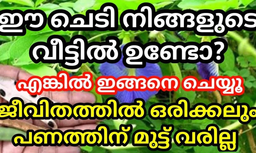 ഈ ചെടി വീട്ടിൽ വളർത്തിയവർ എല്ലാം ഇന്ന് കോടീശ്വരന്മാർ, അത്ഭുത ഫലങ്ങൾ തരും ചെടി