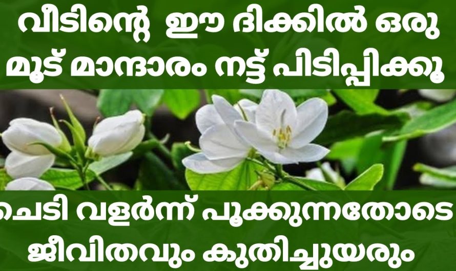 മാന്ദാരം വീടിന്റെ ഈ ഭാഗത്ത് നട്ട് വളർത്തുക  ജീവിതവും പൂത്തുലയും!