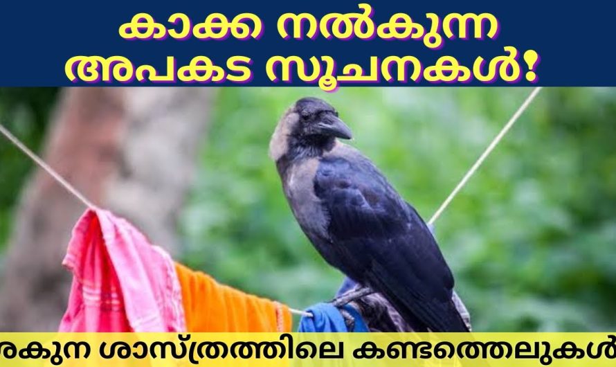 കാക്ക നൽകുന്ന സൂചനകൾ. ശകുന ശാസ്ത്രം