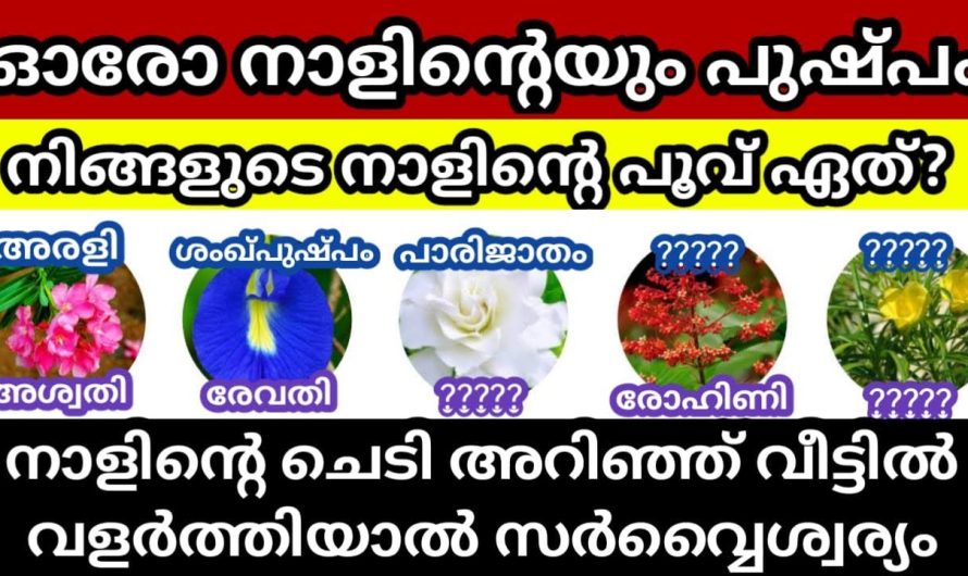 ഇത് മനസിലാക്കി ആ പൂച്ചെടി വീട്ടിൽ വളർത്തിയാൽ സമ്പത്തും പണവും കുതിച്ചുയരും