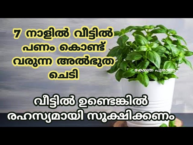 ഈ ചെടിയുട ശക്തി അറിഞ്ഞാൽ ആരും നട്ട് വളർത്തും