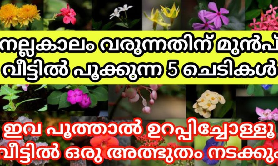 നല്ലകാലം വരുന്നതിന് മുൻപ് വീട്ടിൽ പൂക്കുന്ന ചെടികൾ