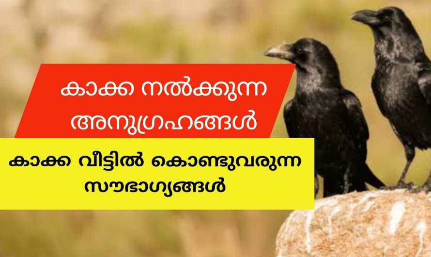 കാക്ക വീടുകളിൽ ഈ ഒരു കാര്യം ചെയ്താൽ ജീവിതം രക്ഷപ്പെട്ടു