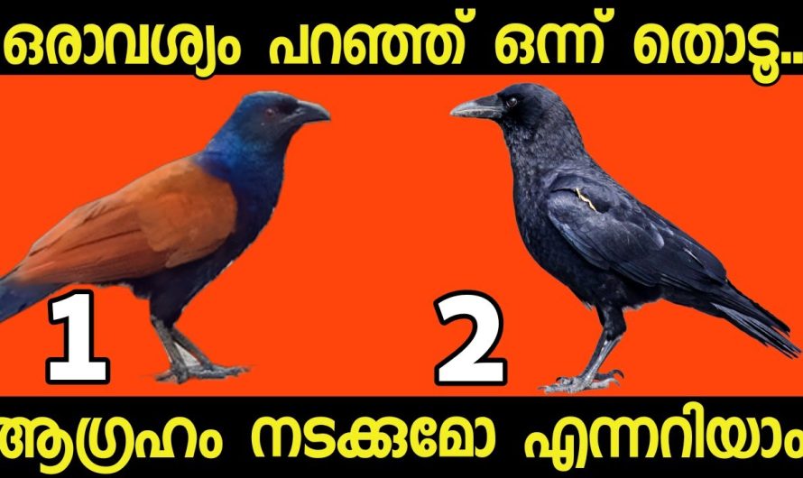 മനസ്സ് പറയുന്ന ഒരു ചിത്രം തൊടൂ..നിങ്ങൾക്ക് വരാൻ പോകുന്ന ഭാഗ്യങ്ങൾ അറിയാം.