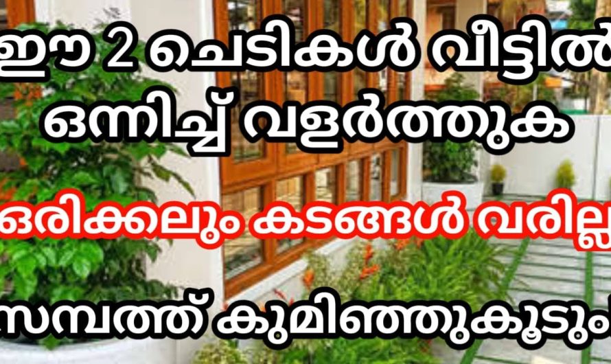 ഈ 2 ചെടികൾ വീട്ടിൽ ഒന്നിച്ച് വളർത്തുക, ഒരിക്കലും കടം കയറില്ല, സമ്പത്തും പണവും കുതിച്ചുയരും