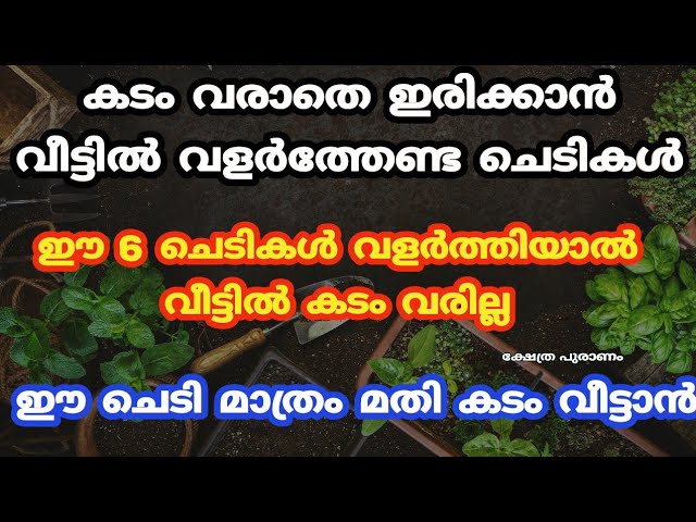കടം വീട്ടാൻ വീട്ടിൽ വളർത്തേണ്ട ചെടികൾ.