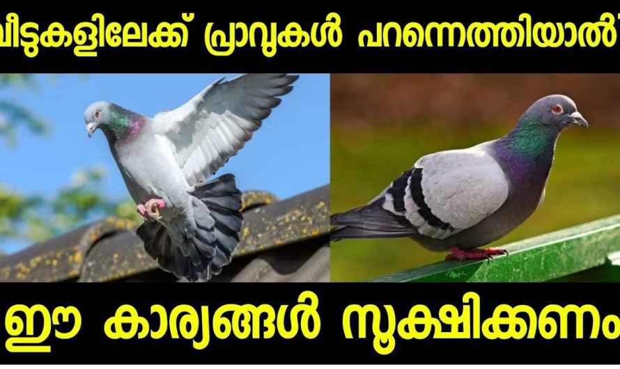 പ്രാവുകളുടെ സാന്നിധ്യം ഭാഗ്യദായകമോ? ഇതൊക്കെ സൂക്ഷിച്ചാൽ പേടിക്കണ്ട