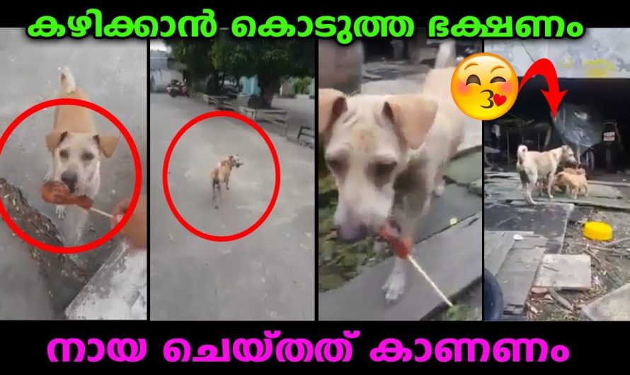 തനിയ്ക്ക് കഴിക്കാൻ ഭക്ഷണം കിട്ടിയപ്പോൾ ഈ നായ ചെയ്തത് കണ്ടോ..കണ്ണ് നിറഞ്ഞു ..ഇതാണ് സ്നേഹം