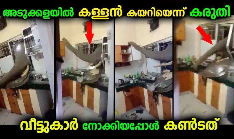 വീട്ടിലെ അടുക്കളയിൽ ആരാണ് കയറിയതെന്ന് നോക്കിയ വീട്ടുകാർ കണ്ട കാഴ്ച