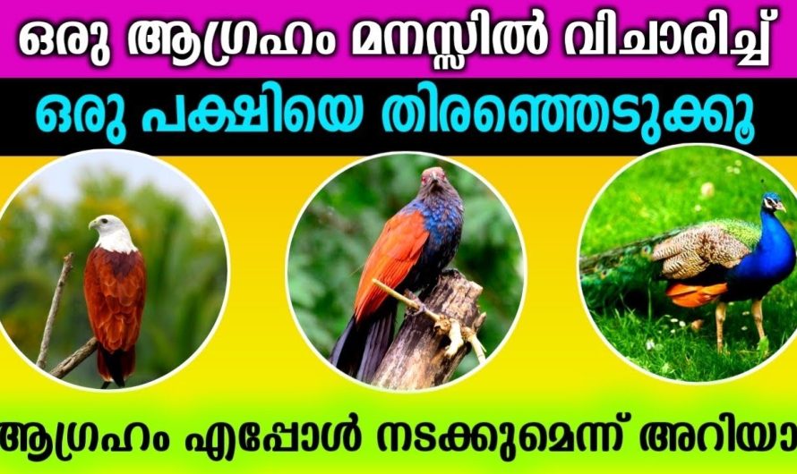 മനസ്സിൽ ഒരു ആഗ്രഹം വിചാരിച്ച് ഒരു പക്ഷിയെ തിരഞ്ഞെടുക്കൂ… ആഗ്രഹം എപ്പോൾ നടക്കും എന്ന് അറിയാം…