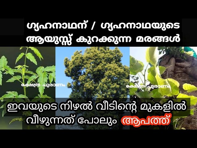 ഈ മരങ്ങൾ വീട്ടിൽ ഉണെങ്കിൽ എത്ര പ്രാർത്ഥിച്ചാലും ഫലം ലഭിക്കില്ല…
