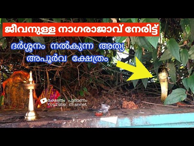 പുഴ നീന്തി വന്ന് നാഗരാജാവ് ദർശനം നൽകുന്ന തട്ടേക്കാട് ക്ഷേത്രം.