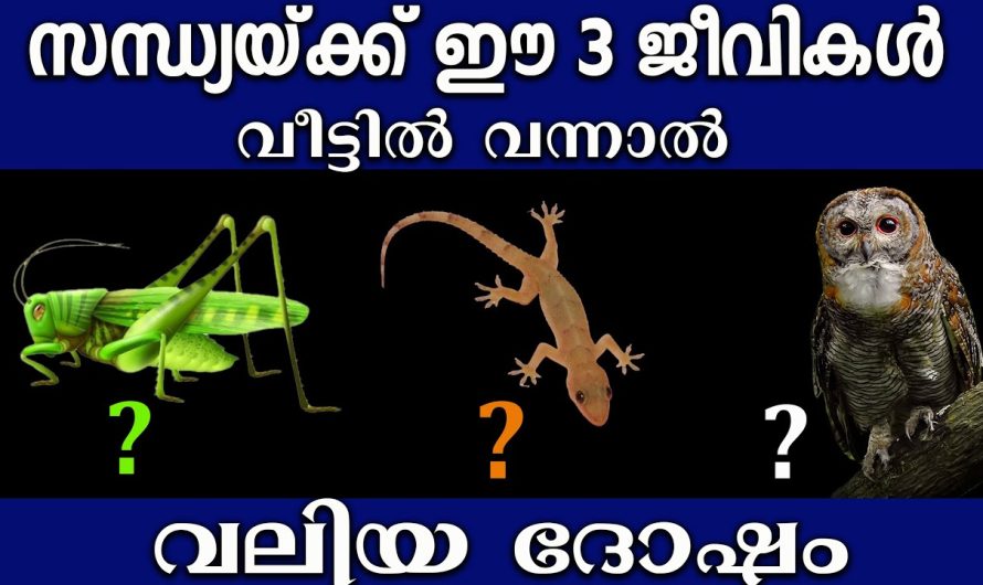 സന്ധ്യയ്ക്ക് ഈ 3 ജീവികളെ കണ്ടാൽ ഉടനെ ചെയ്യേണ്ടത്,സൂക്ഷിച്ചാൽ ദുഖിക്കേണ്ട,