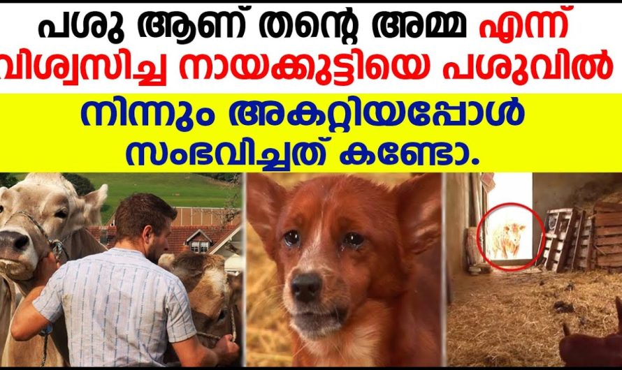 പശു ആണ് തൻ്റെ അമ്മ എന്ന് വിശ്വസിച്ച നായക്കുട്ടിയെ പശുവിൽ നിന്നും അകറ്റിയപ്പോൾ സംഭവിച്ചത് കണ്ടോ.