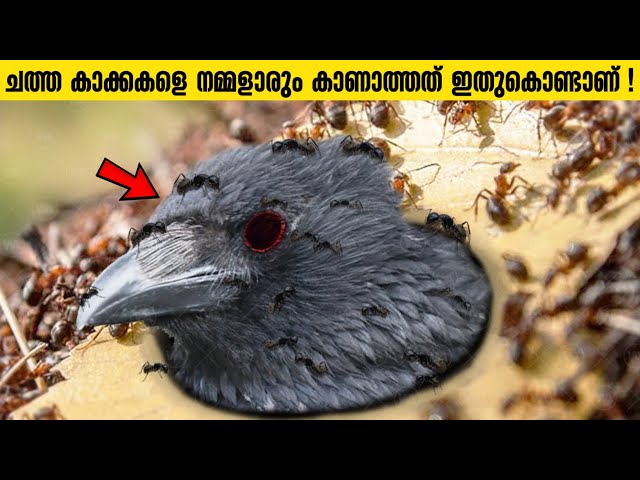 ചത്ത കാക്കകളെ ആരും കാണാത്തത് എന്ത് കൊണ്ട്?! പക്ഷികളുടെ മരണം ഇങ്ങനെ