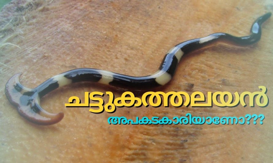 ചട്ടുകത്തലയൻ അപകടകാരിയോ??? ഇവരിൽ കൊടിയ വിഷം അടങ്ങിയിട്ടുണ്ടോ??…..