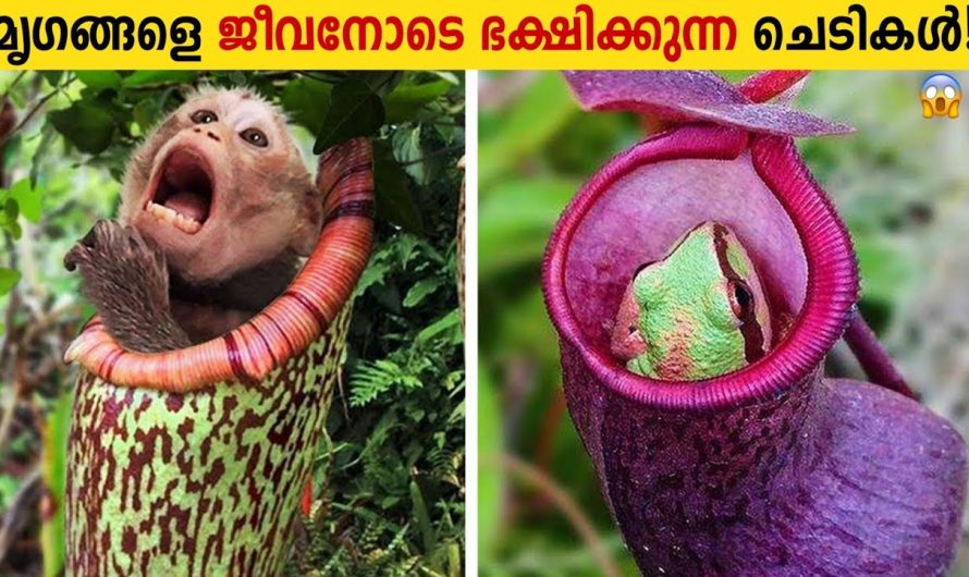 മൃഗങ്ങളെ തിന്നുന്ന അപകടകാരികളായ ചെടികൾ