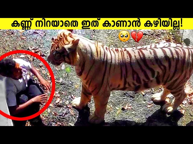 മനുഷ്യരോട് സഹായം ചോദിച്ച മൃഗങ്ങൾ!
