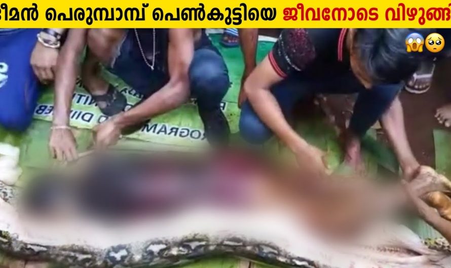 പെൺകുട്ടിയെ വിഴുങ്ങിയ പെരുമ്പാമ്പ്!!