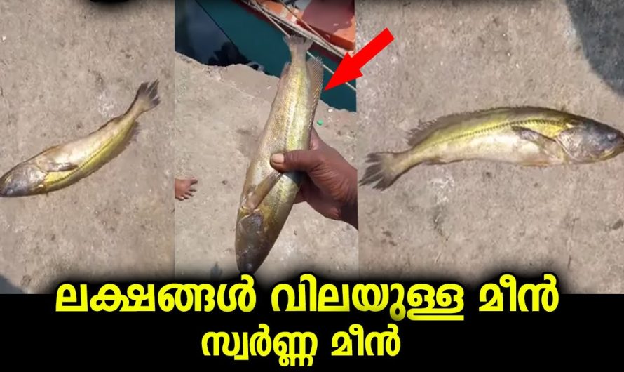 ലക്ഷങ്ങൾ വിലയുള്ള സ്വർണ മീൻ…ആയിരങ്ങൾ വില പറഞ്ഞിട്ടും കൊടുത്തില്ല