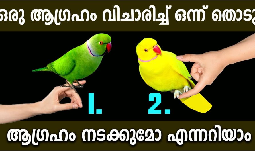 മനസ്സിലെ ആഗ്രഹം നടക്കുമോ?എപ്പോൾ നടക്കും കൃത്യമായി പറയും,