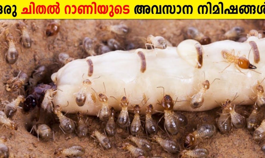 ശാസ്ത്രലോകത്തെ അത്ഭുതപെടുത്തിയ ചിതലിന്റെ സ്വഭാവം