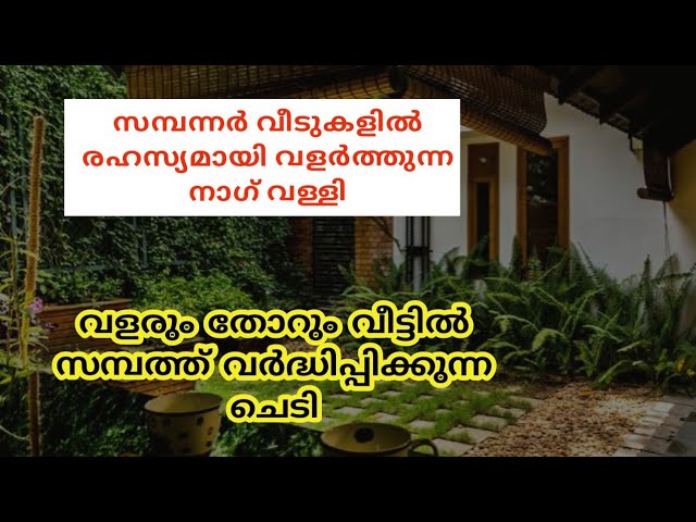 സർപ്പ ഐശ്വര്യം കുടി കൊള്ളുന്ന ചെടി സമ്പത്ത് വർദ്ധിച്ച് കൊണ്ടിരിക്കും…